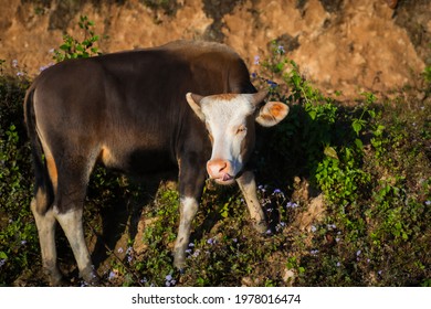 Mithun, Bos Frontalis, State Animal Of Nagaland, Satakha, Nagaland, India