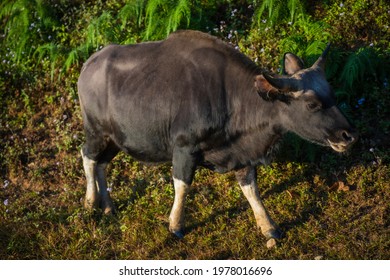 Mithun, Bos Frontalis, State Animal Of Nagaland, Satakha, Nagaland, India