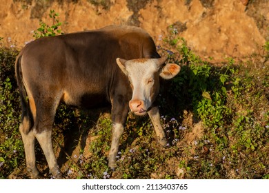 Mithun, Bos Frontalis, State Animal, Satakha, Nagaland, India