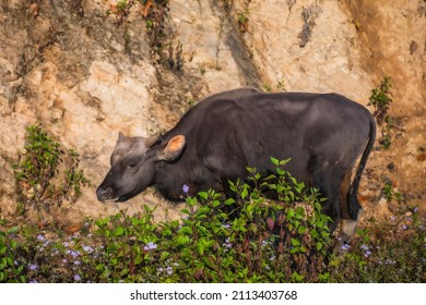 Mithun, Bos Frontalis, State Animal, Satakha, Nagaland, India