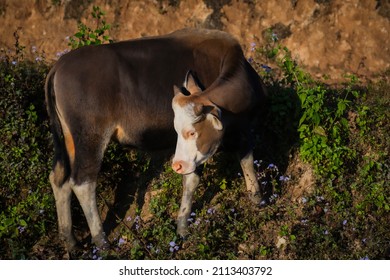 Mithun, Bos Frontalis, State Animal, Satakha, Nagaland, India