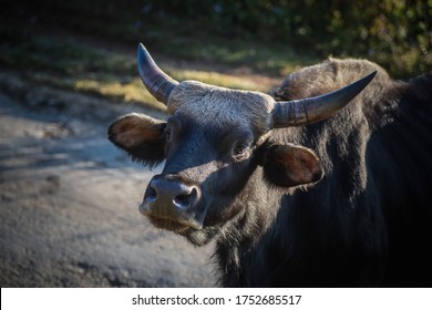 Mithun Head Close Up, Bos Frontalis, Nagaland, India