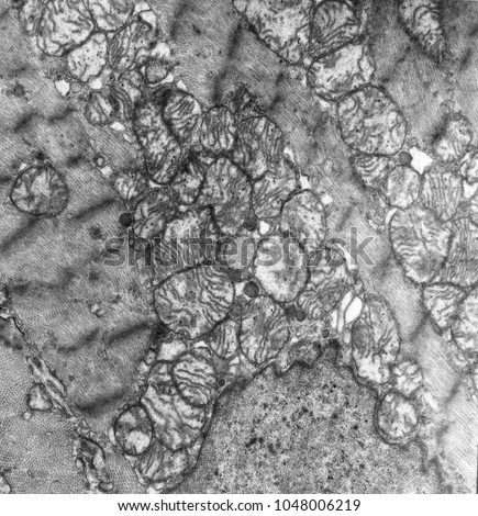 Mitochondria organelle in cardiac muscle cell tissue electron microscope 