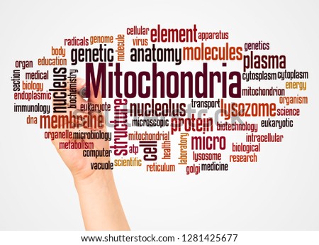 Mitochondria word cloud and hand with marker concept on white background.