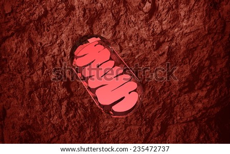 mitochondrion