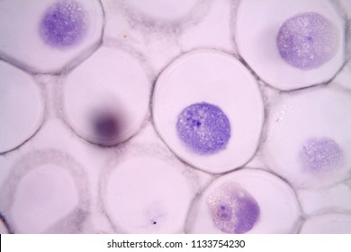 Mitosis Animal Cell Under Microscope Stock Photo 1133754230 | Shutterstock