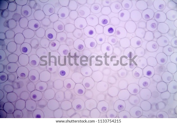 Mitosis Animal Cell Under Microscope Science Stock Image