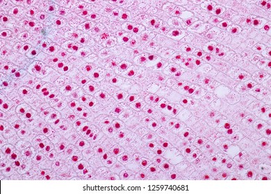 227 G1 phase Images, Stock Photos & Vectors | Shutterstock