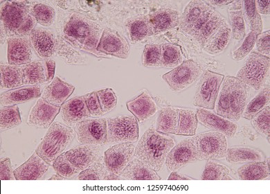 Metabolism Cells Stock Photos Images Photography Shutterstock