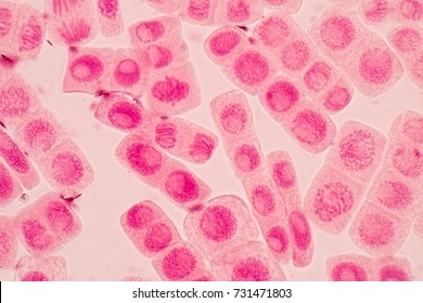 Mitosis Cell In Root Tip Of Onion Under A Microscope.
