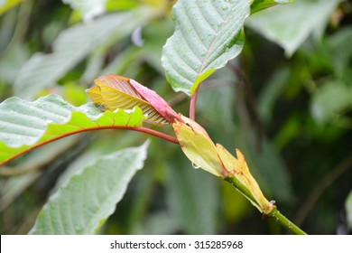 Mitragyna Speciosa