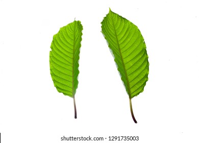 Gambar daun ketum