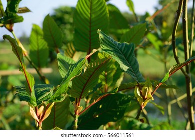 Mitragyna Speciosa Korth Plant  