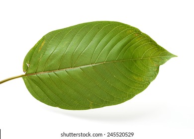 Mitragyna Speciosa, Kratom Leaf