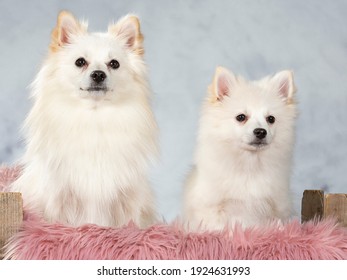 Mittelspitz Dog Portrait. Image Taken In A Studio.