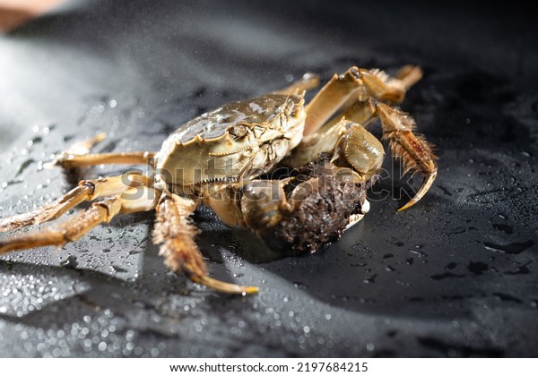 Mitten Crab, shanghai hairy\
crabs,