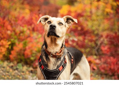 Mix breed dog in black and red harness standing and looking up with curious expression, dog walking playing outdoors, domestic dog listening owner on walk, autumn fall day with pet, pet activity - Powered by Shutterstock