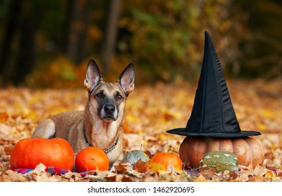 Mix breed dog posing with pumpkins in autumn leaves on Halloween 