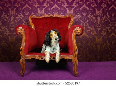 Mix Breed Dog In A Red Couch Against Purple Wallpaper