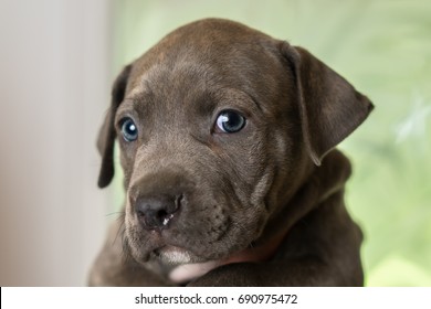 Mix Breed Grey With Blue Eyes Puppy Canine Dog Being Held Up Looking Happy, Pampered, Hopeful, Sweet, Friendly, Cute, Adorable, Spoiled, Calm, Relaxed While Making Eye Contact