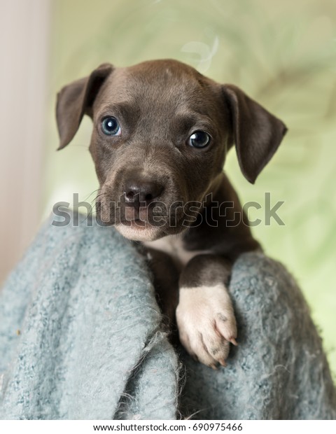 Mix Breed Grey Blue Eyes Puppy Stock Photo Edit Now 690975466