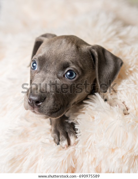 Mix Breed Grey Blue Eyes Puppy Stock Photo Edit Now 690975589