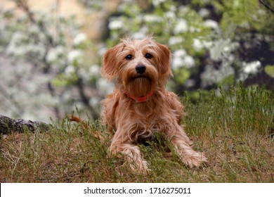 
mix breed puppy bearded in spring - Shutterstock ID 1716275011
