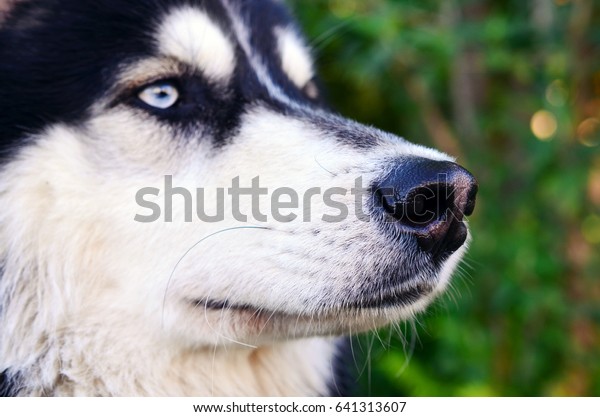 Droll Siberian Husky And German Shepherd Mix Breed