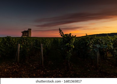 Mix Of Burgundy Vineyard At Sunset