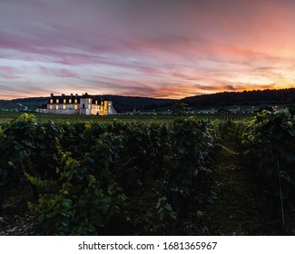 Mix Of Burgundy Vineyard At Sunset