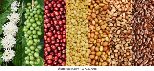 Mix of coffee beans and coffee tree blossom for background - Shutterstock ID 1171217068
