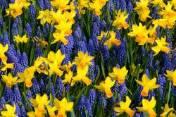 A Mix Of Daffodils And Common Grape Hyacinth