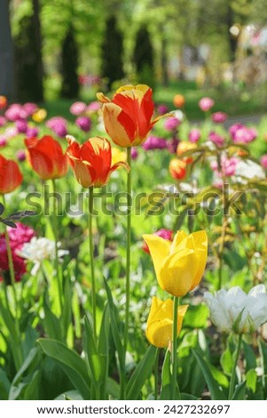 Mix of different colors tulip flowers blooming in flowerbed in garden on sunny day. Red, yellow and white tulips flowers with green leaves in meadow, park,outdoor. Nature, spring, floral background.