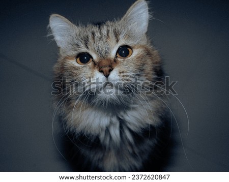 Similar – Image, Stock Photo Cat looks playfully into the camera