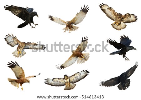 Mix flying Common Raven (Corvus corax), Common Buzzard (Buteo buteo) and Marsh Harrier (Circus aeruginosus) isolated on white background