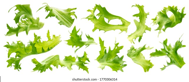 Frisee Salad Images Stock Photos Vectors Shutterstock