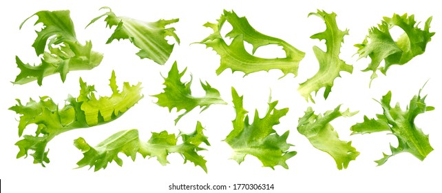 Mix Of Frisee Lettuce Leaves Isolated On White Background, Fresh Salad Ingredients Collection