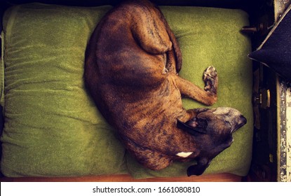 Mix Large Dog Breed With Brindle Coat Curled On Pillow Bed