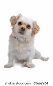 Maltese Shih Tzu Images Stock Photos Vectors Shutterstock