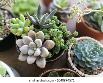 Mix of Pink and Green Flowering Echeveria, Sedum Succulent House Plants Arrangement pot Background - Powered by Shutterstock