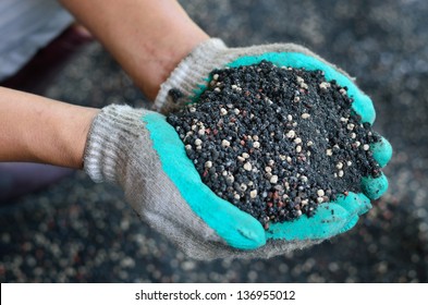 The Mix Of Plant Chemical Fertilizer And Manure On Farmer Hands.