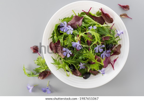 Mix Salad Baby Spinach Mizuna Salad Stock Photo Edit Now 1987651067