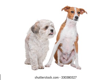 Maltese Shih Tzu Images Stock Photos Vectors Shutterstock