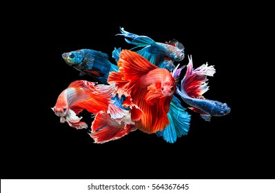 Mix Siam Fighting Fish