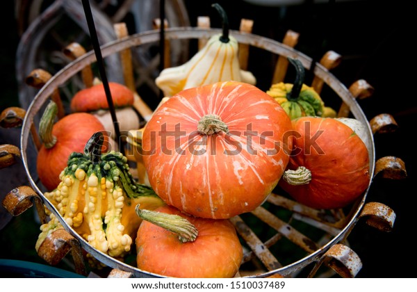 Mix Small Decorative Pumpkins That Great Stock Photo Edit Now