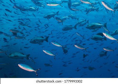 Mix Of Snapper Fish And Red Sea Fusiliers Swimming In The Blue Water