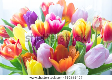Mix of tulips flowers near the window