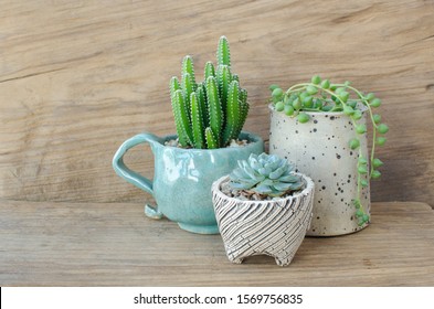 Mix type of green succulent cactus plant pot arrangement on wood table background - Powered by Shutterstock