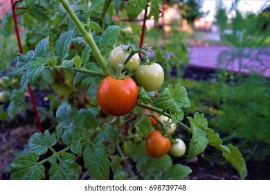 Patio Tomatoes Images Stock Photos Vectors Shutterstock