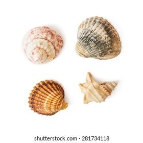 Mix Of Various Sea Shells On The White Background.